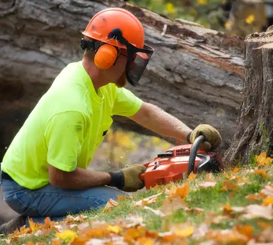 tree services Cairo